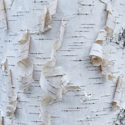 Birch