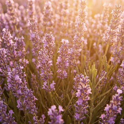 Lavender